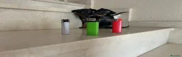 Pinscher Miniatura perros en venta: PINCHER MINIATURA - Anuncio 14