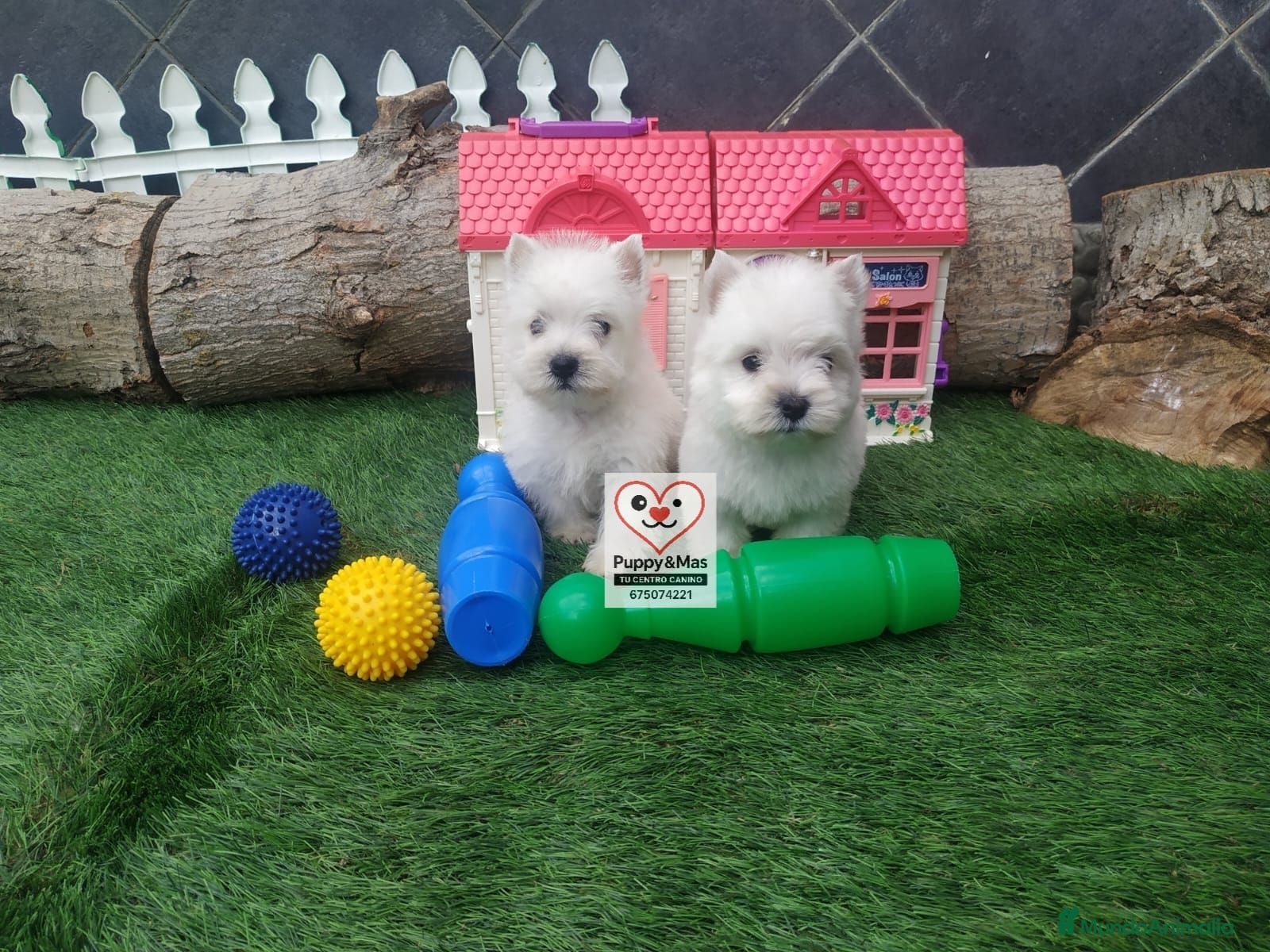 West Highland White Terrier perros Westy  - Anuncio 1