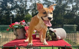 American Staffordshire-Terrier perros en venta: Hembra american stanford - Imagen 2