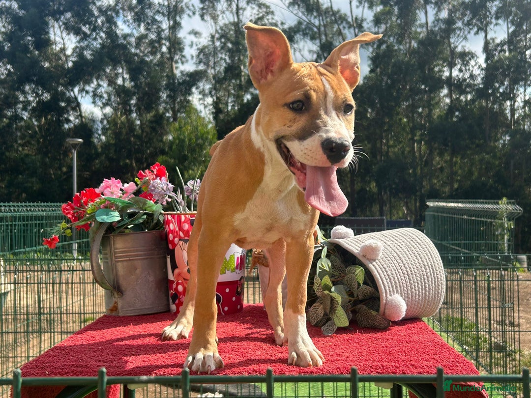 American Staffordshire-Terrier perros en venta: Hembra american stanford - Imagen 2