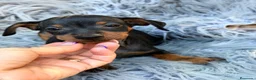 Pinscher Miniatura perros en venta: Macho pinscher miniatura 💙🐾 - Anuncio 3