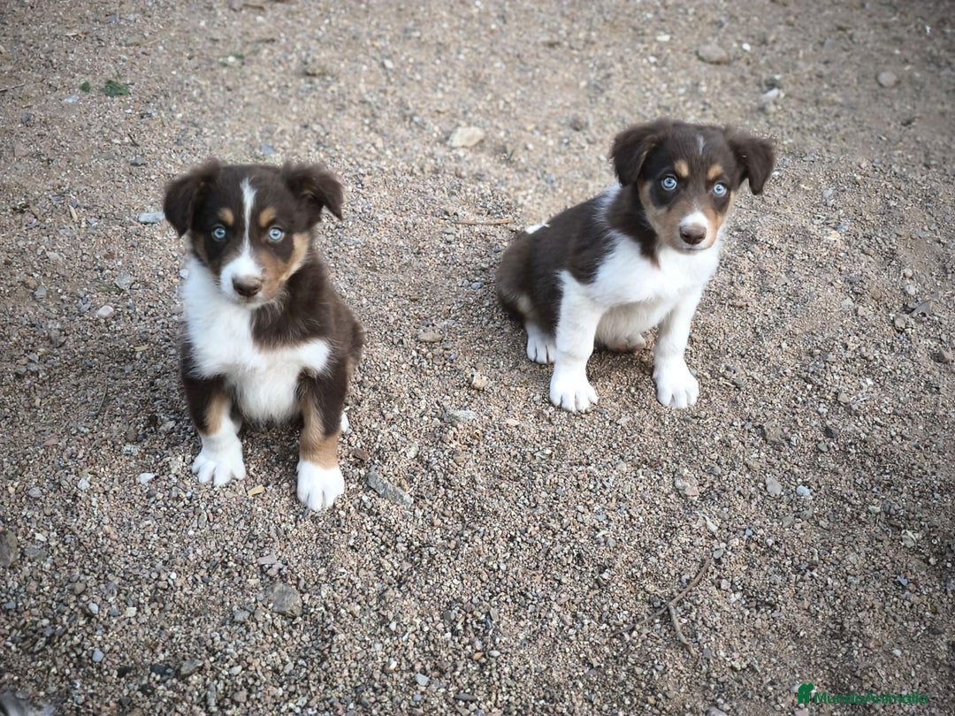 Border Collie perros en venta: Cachorros border collie color chocolate  - Imagen 2