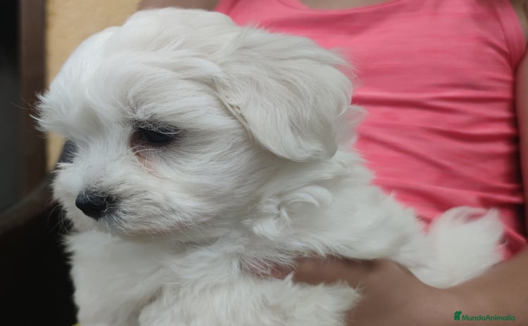 Bichón Maltés perros - Anuncio 2