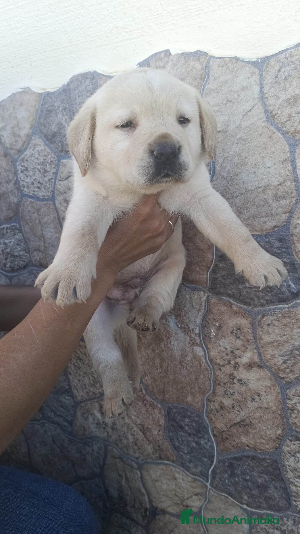 Labrador Retriever perros Precioso labrador retriever dorado disponible  - Anuncio 2