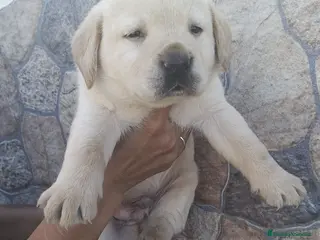Labrador Retriever perros Precioso labrador retriever dorado disponible - Anuncio 2