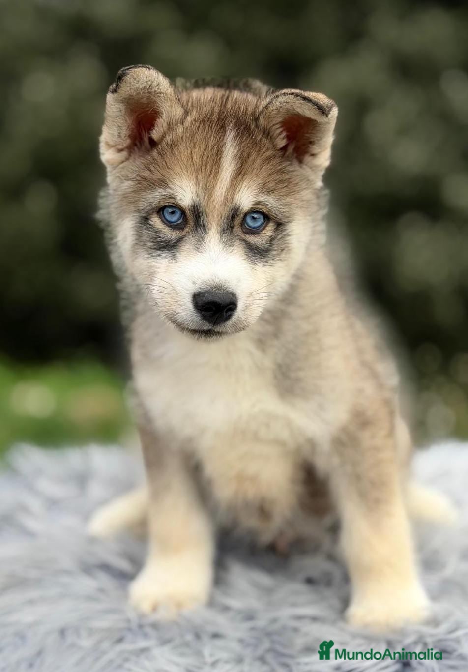 Husky Siberiano perros HUSKY SIBERIANO GRIS Y BLANCO  - Anuncio 2