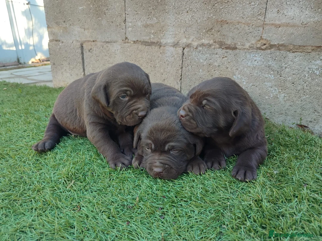 Labrador Retriever perros en venta: CACHORROS DE LABRADOR  - Anuncio 1
