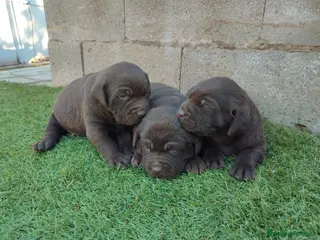 Labrador Retriever perros CACHORROS DE LABRADOR - Anuncio 29