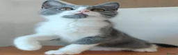 Británico de Pelo Corto gatos en venta: British pelo corto - Anuncio 5