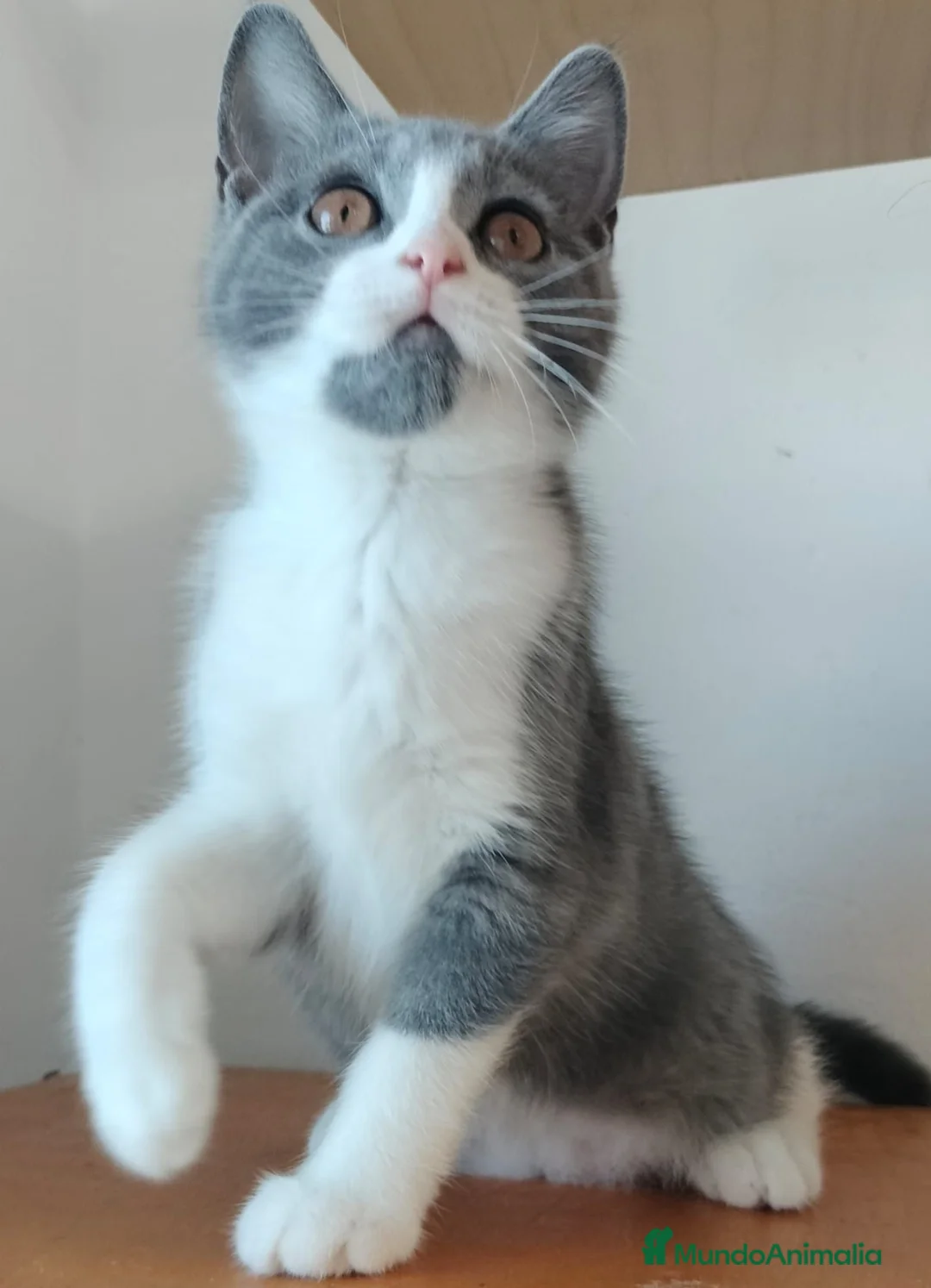 Británico de Pelo Corto gatos en venta: British pelo corto - Anuncio 5
