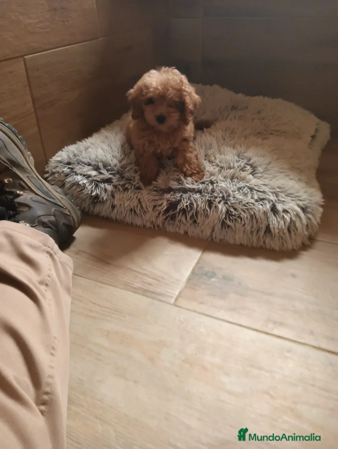 Caniche Toy perros en venta: Caniche toy  - Anuncio 2
