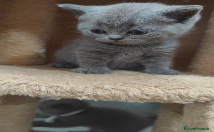 Británico de Pelo Corto gatos en Salamanca - Anuncio 2
