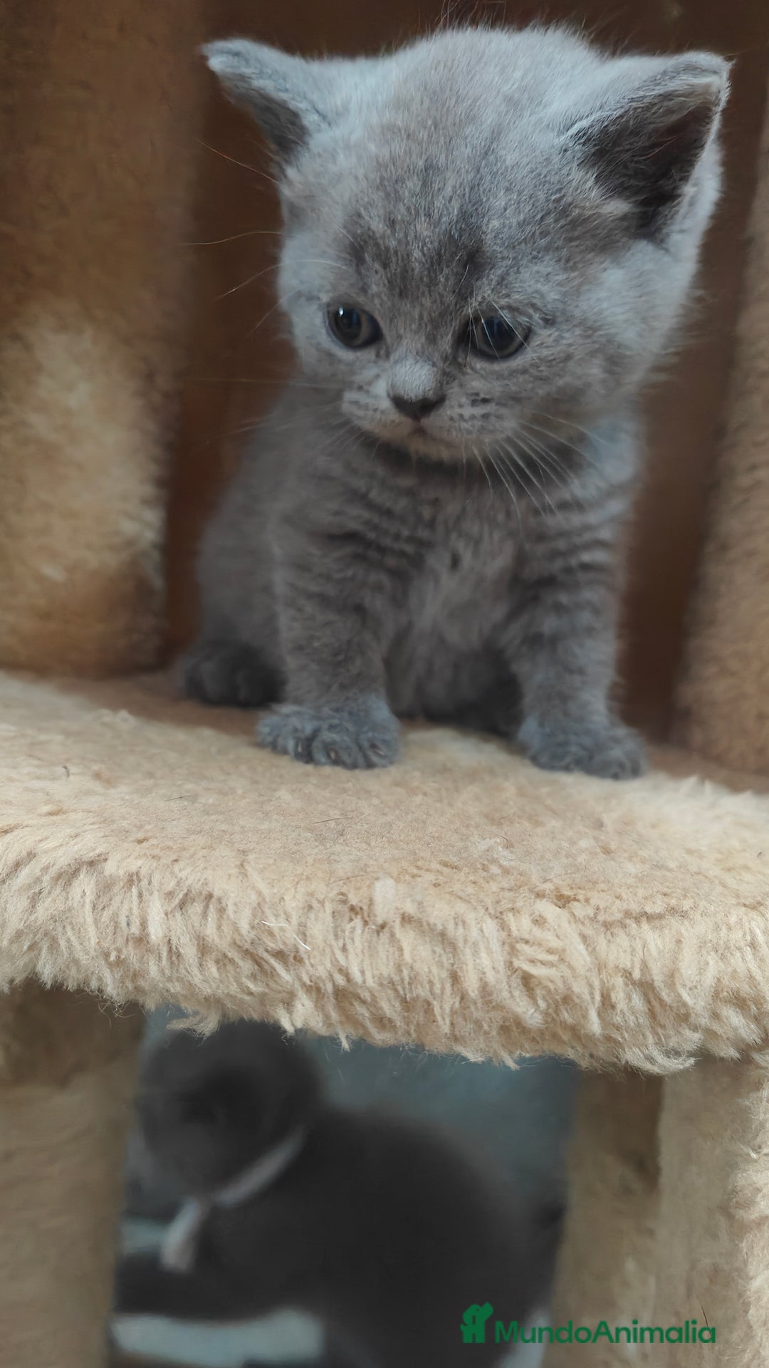 Británico de Pelo Corto gatos en venta: Gato British  en Salamanca - Imagen 1