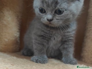 Británico de Pelo Corto gatos en Salamanca - Anuncio 32