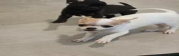 Chihuahua perros en venta: Chihuahua Toy Machitos - Anuncio 16