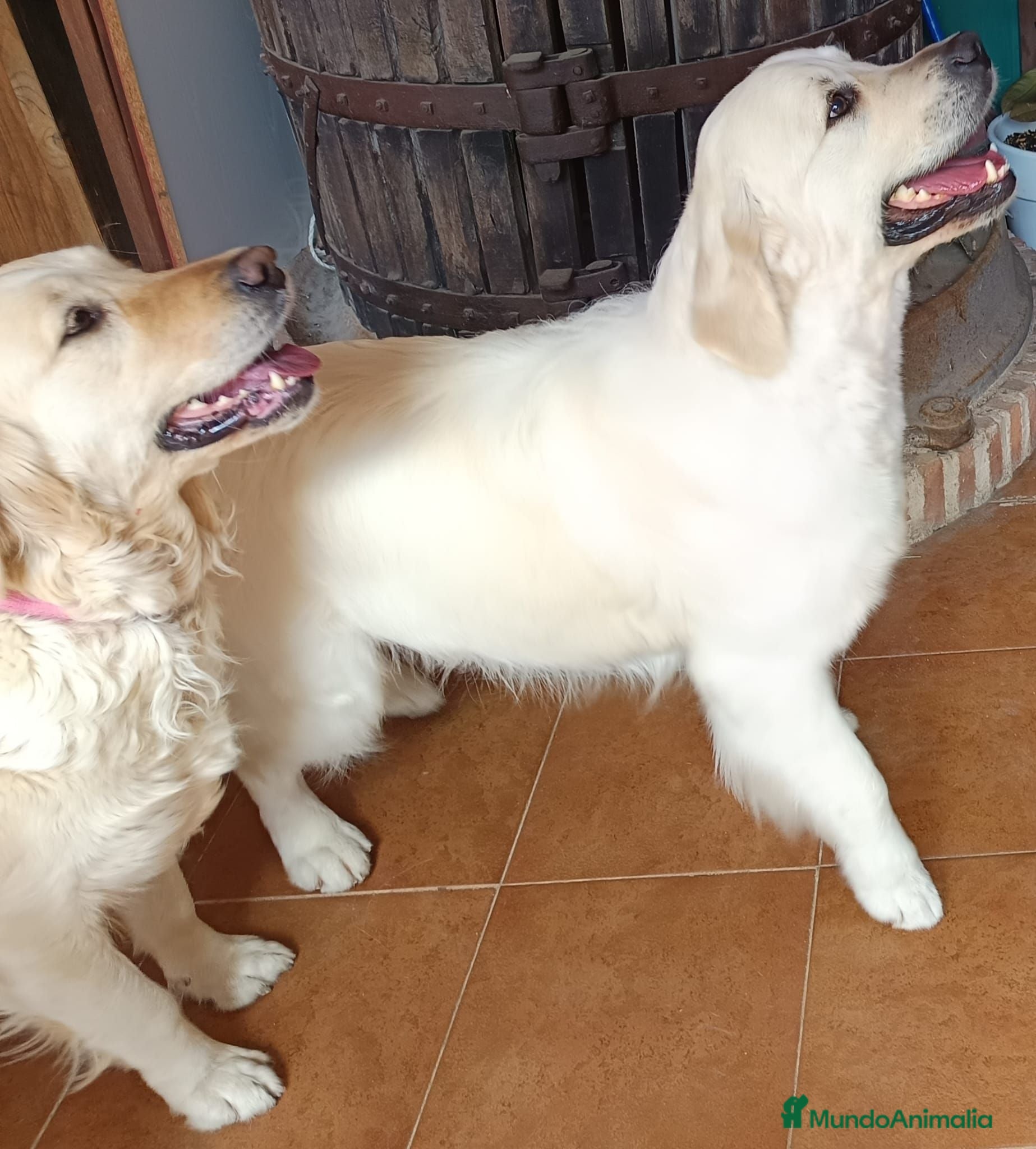 Golden Retriever perros Golden retrivier  - Anuncio 1