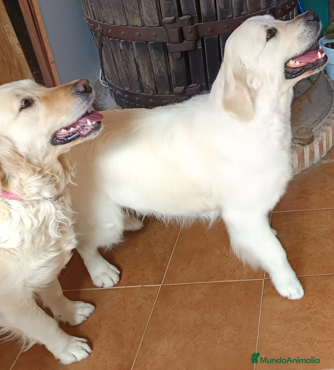 Golden Retriever perros en venta: Golden retrivier  - Anuncio 1