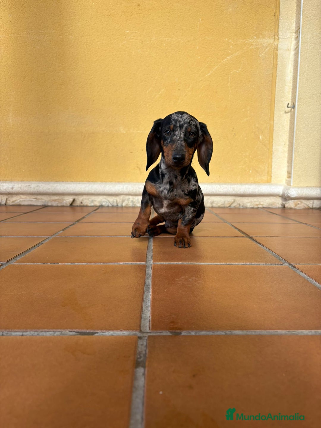 Teckel Miniatura perros en venta: Teckel Kaninchen arlequín Merle plata  - Anuncio 8