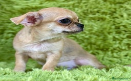 Chihuahua perros en venta: Chihuahua toy  - Imagen 2