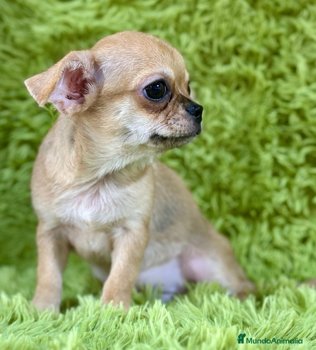 Chihuahua perros en venta: Chihuahua toy  - Imagen 2