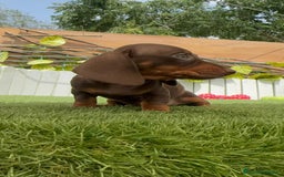 Teckel perros en venta: TECKEL HEMBRA CHOCOLATE MINIATURA  - Imagen 2
