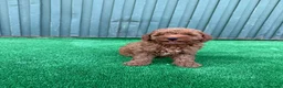 Caniche Toy perros en venta: caniche toy  - Anuncio 3