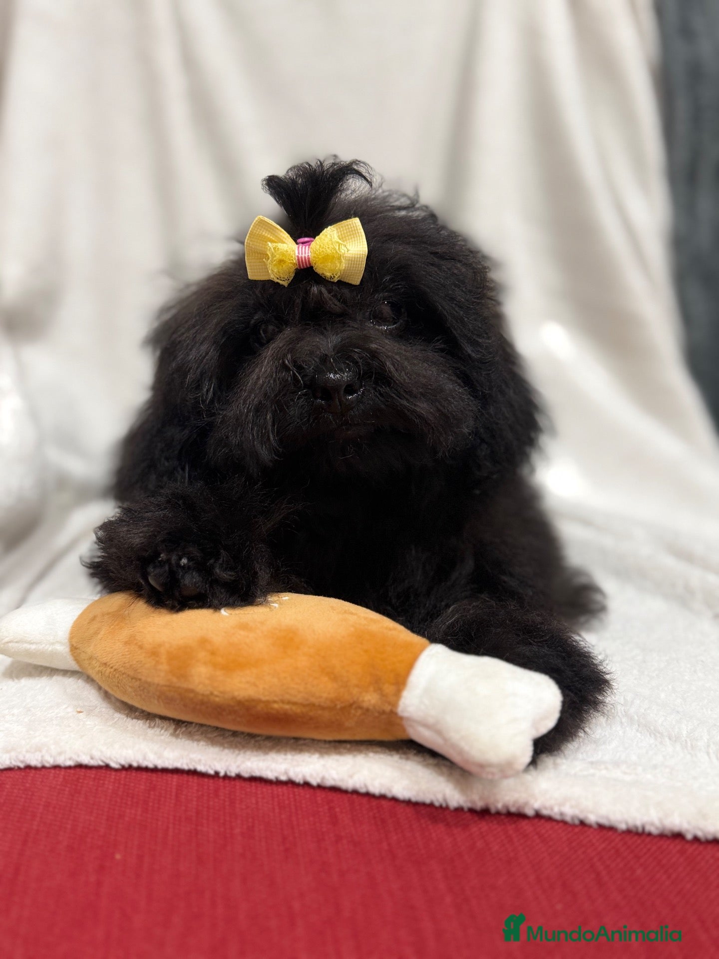 Shihpoo perros Monísima ShihPoo negra - Anuncio 11