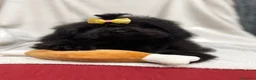 Shihpoo perros en venta: Monísima ShihPoo negra - Anuncio 6