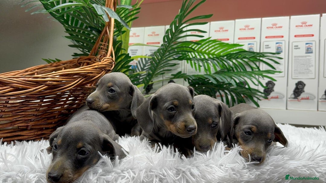 Teckel Miniatura perros en venta: TECKEL MINIATURA BLUE - Anuncio 14