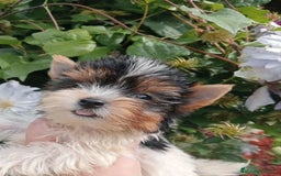 Biewer Yorkshire Terrier a la Pom Pon perros en venta: Cachorros Yorkshire Biewer toy - Imagen 1