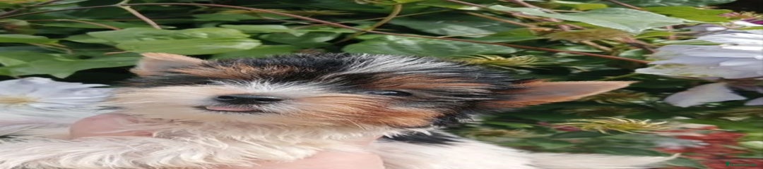 Biewer Yorkshire Terrier a la Pom Pon Cachorro 1