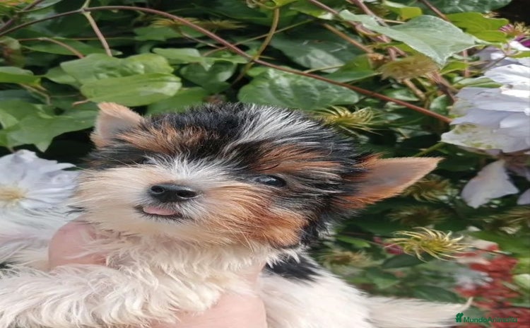 Biewer Yorkshire Terrier a la Pom Pon perros - Anuncio 13