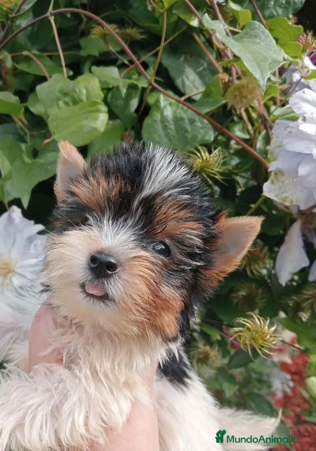 Biewer Yorkshire Terrier a la Pom Pon perros en venta: Cachorros Yorkshire Biewer toy - Imagen 1