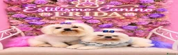 Bichón Maltés perros en venta: Bichón maltes coreano - Anuncio 1