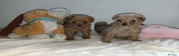 Caniche Toy perros en venta: Caniche toy - Anuncio 1