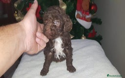 Perro de Agua Español perros en venta: Camada de perro de agua - Imagen 1