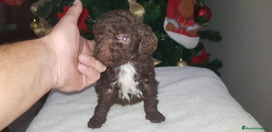 Perro de Agua Español perros en venta: Camada de perro de agua - Imagen 1