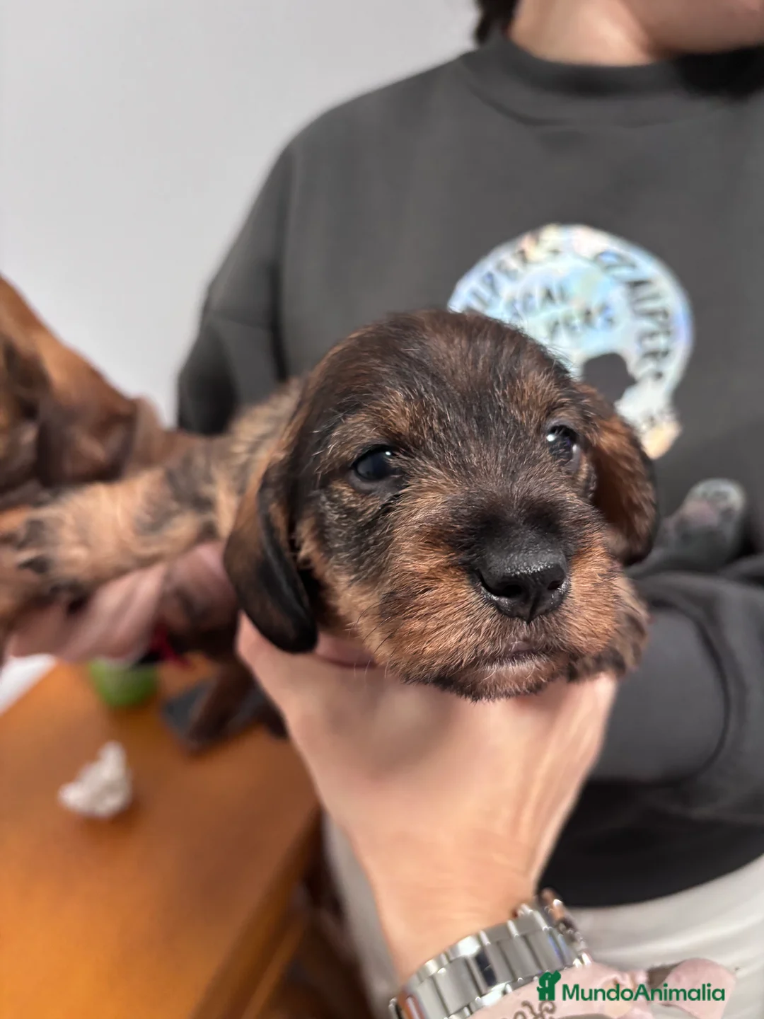 Teckel perros en venta: Excelente Camada Teckel Mini pelo duro - Anuncio 5