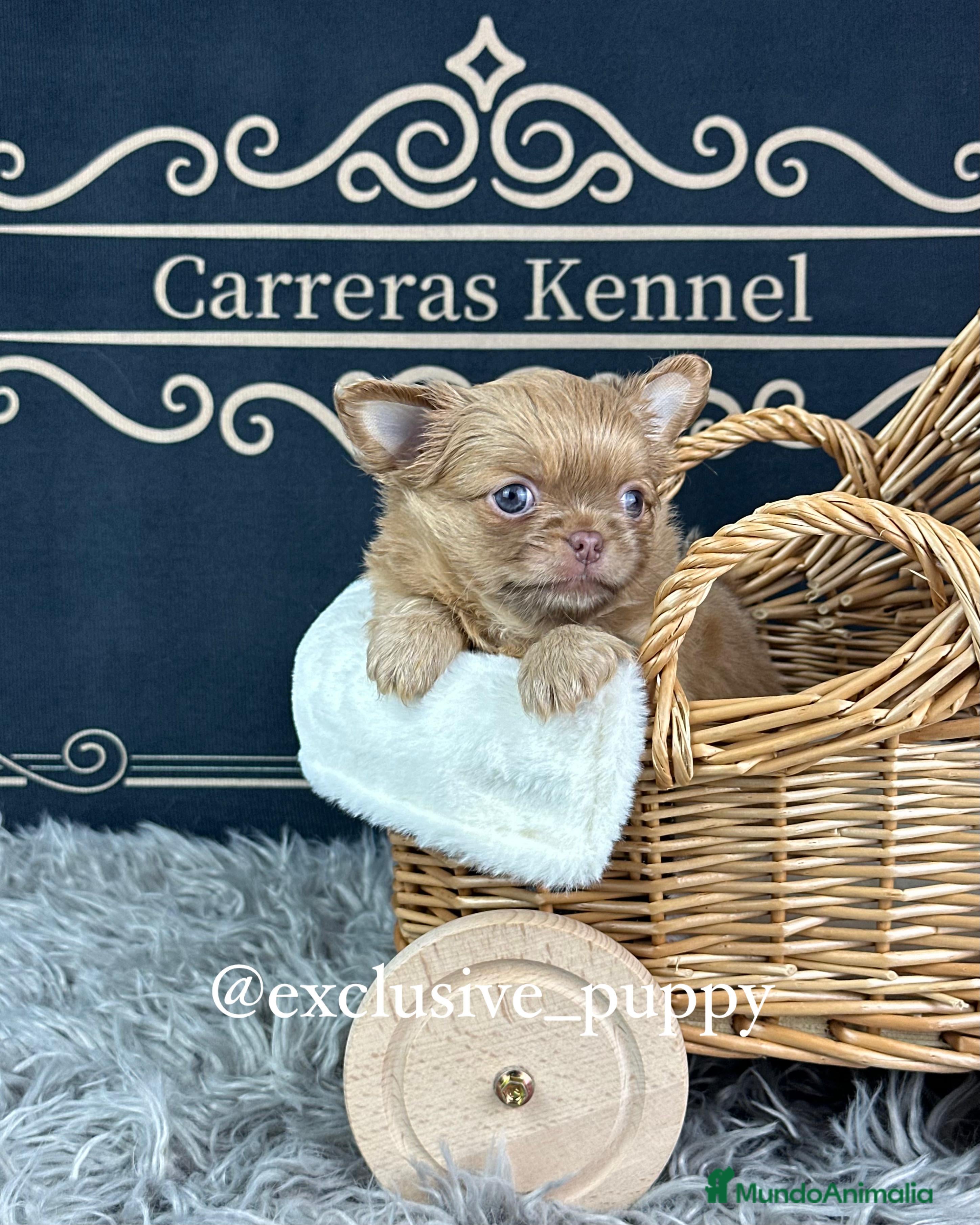 Chihuahua perros ♥️ Exclusivo Chihuahua Miniatura - Anuncio 1