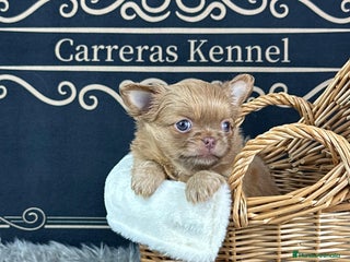 Chihuahua perros ♥️ Exclusivo Chihuahua Miniatura - Anuncio 1