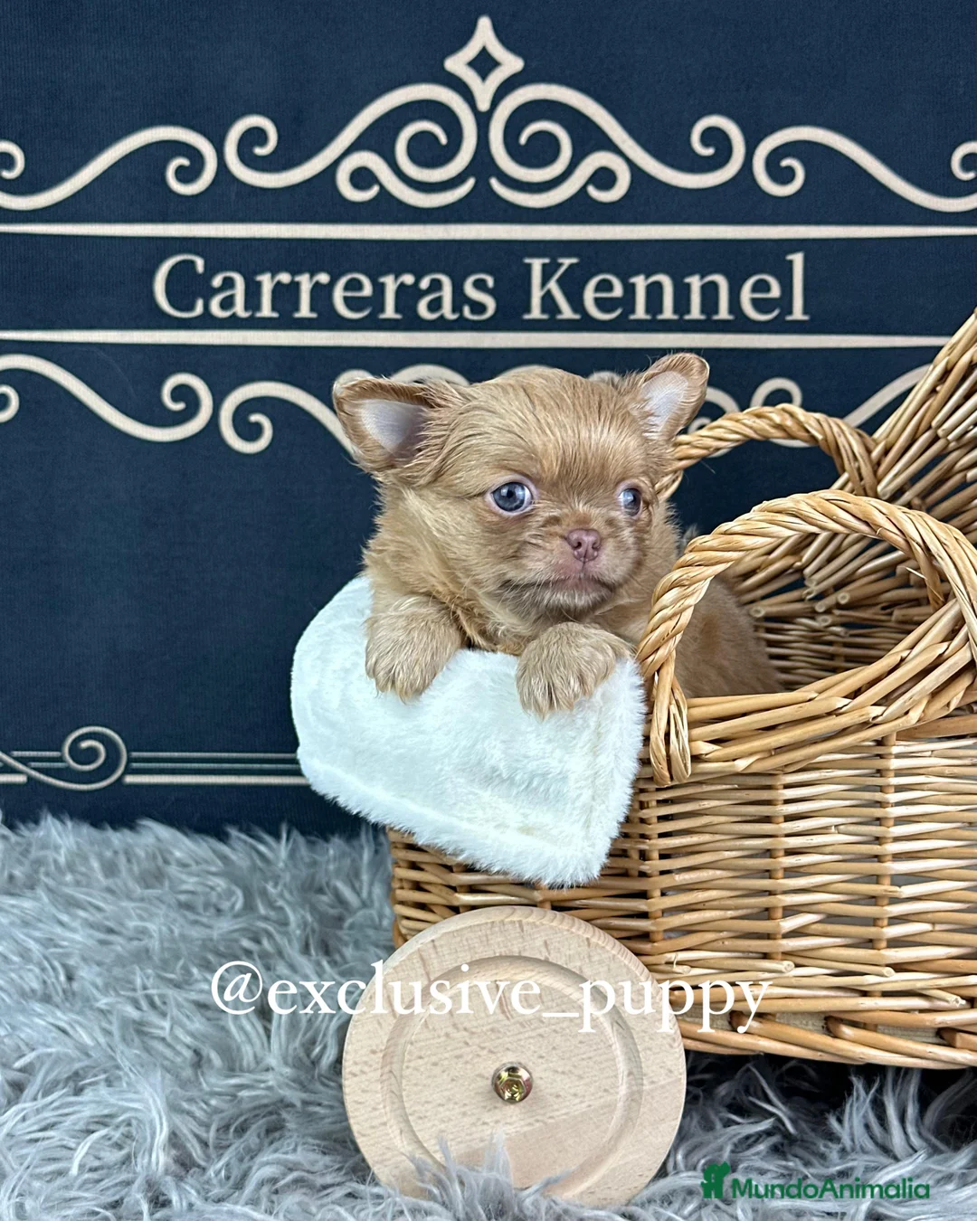 Chihuahua perros en venta: ♥️ Exclusivo Chihuahua Miniatura - Anuncio 1