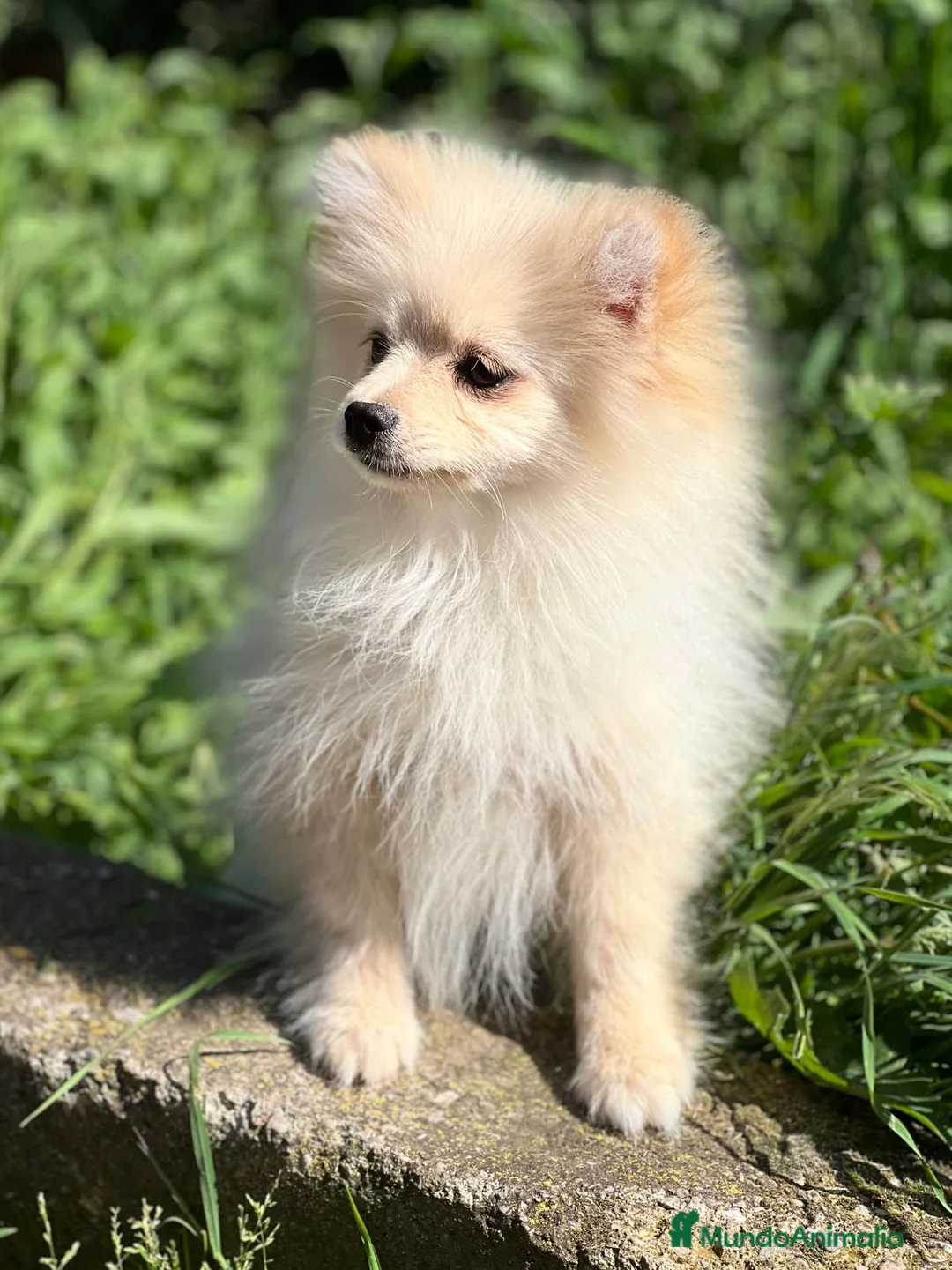 Pomerania perros en venta: OPORTUNIDAD POMERANIA TOY DISPONIBLE en Barcelona - Anuncio 2
