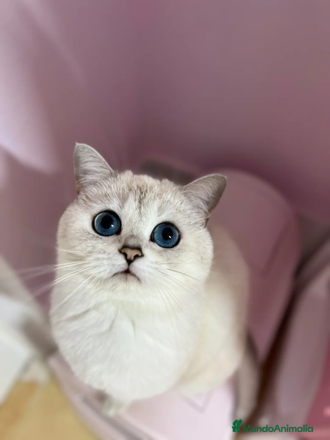 Imagen de galería {{count}}