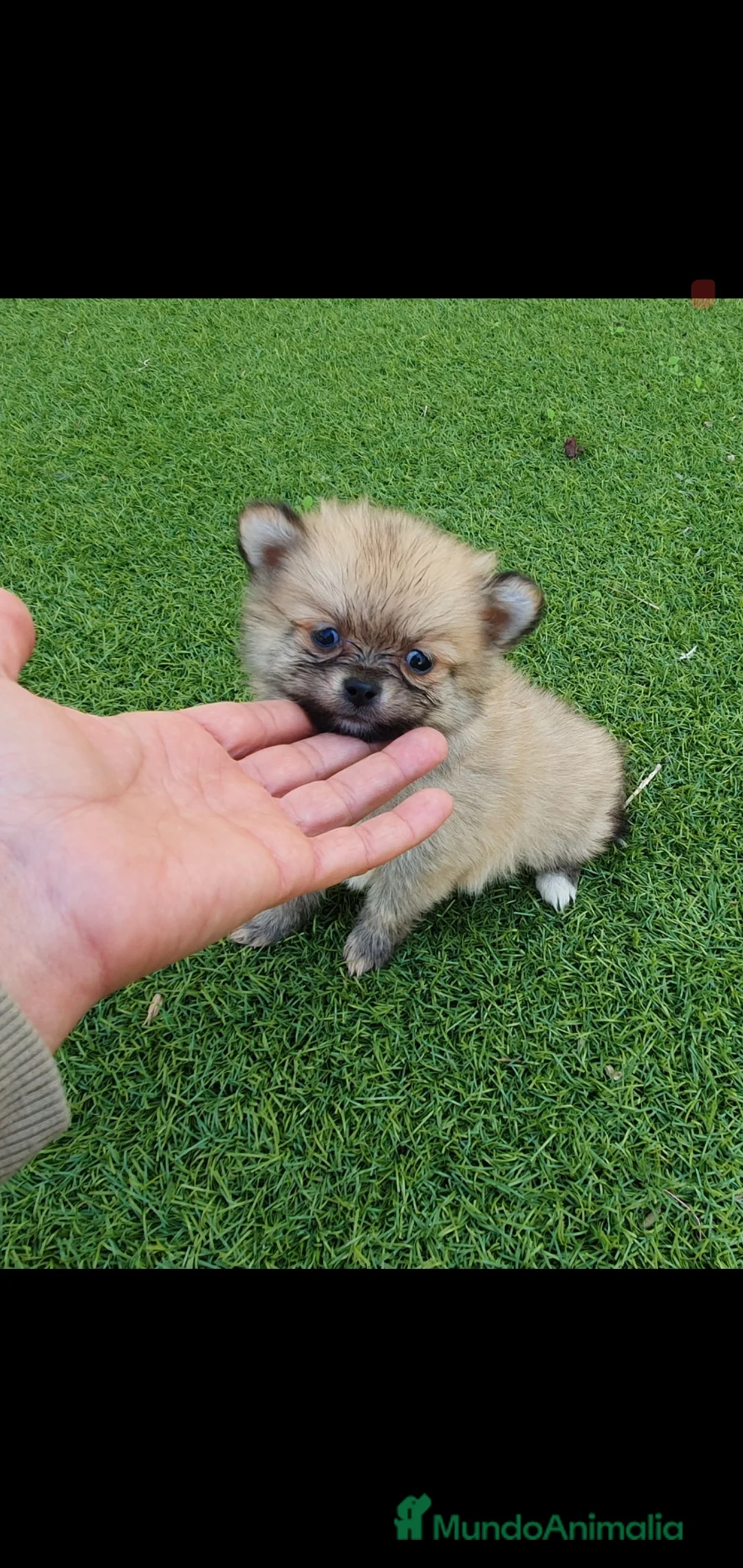 Pomerania perros en venta: Pomeranias Mini Preciosos  - Anuncio 4