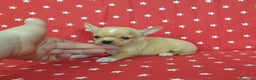 Chihuahua perros en venta: Chihuahuas espectaculares !  en Ciudad Real - Anuncio 2