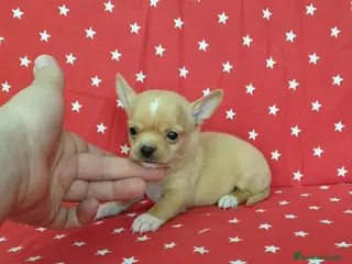 Chihuahua perros Chihuahuas espectaculares ! - Anuncio 36