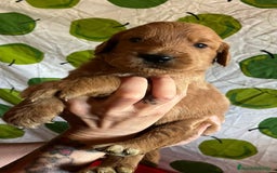 Goldendoodle perros en venta: Goldendoodle  - Imagen 4