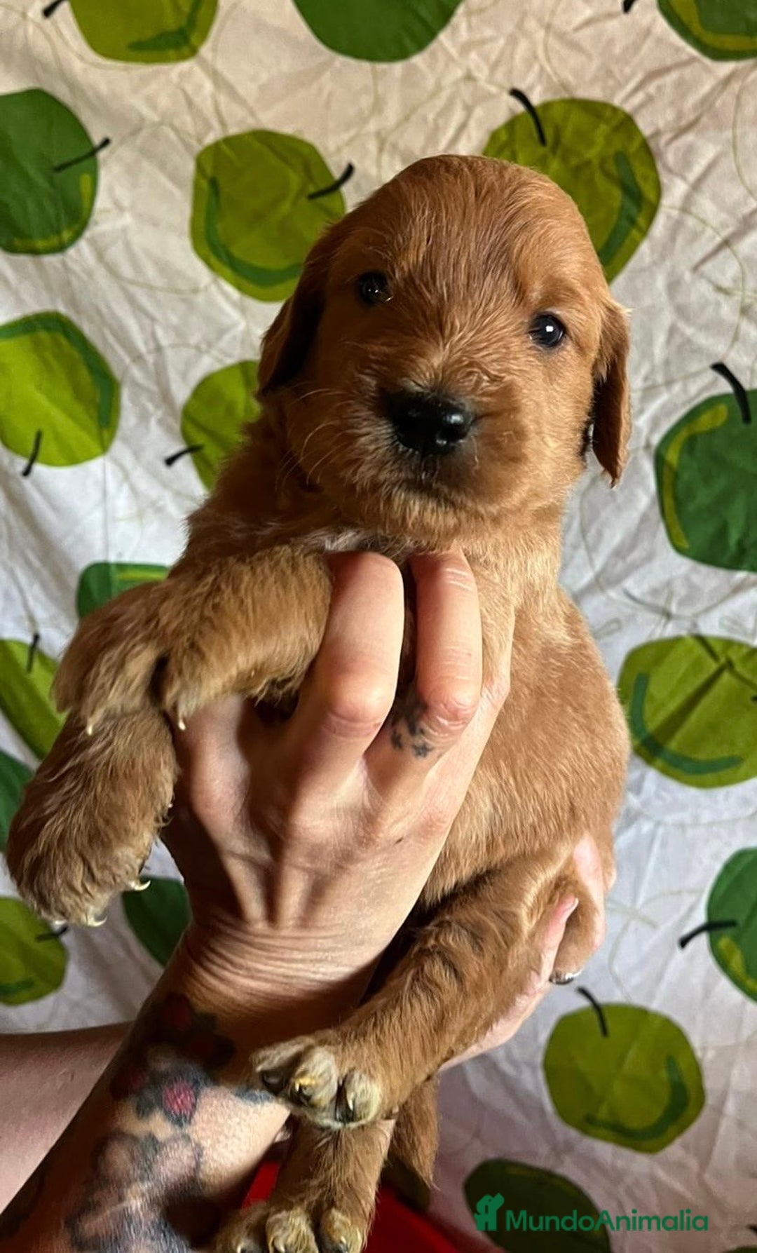 Goldendoodle perros en venta: Goldendoodle  - Imagen 4
