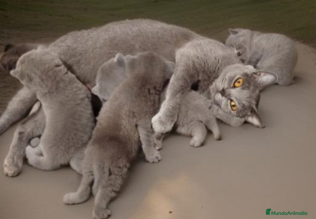 Británico de Pelo Corto gatos en venta: British Shorthair ultimo cachorrito - Imagen 6