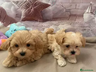Maltipoo perros Maltipoo - Anuncio 2